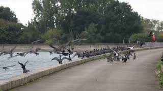 Over 200 Cormorants flying off [upl. by Nodnorb]