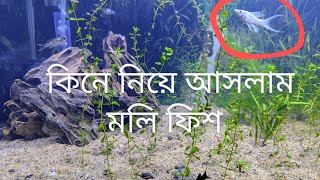 প্লেন্টেড একুরিয়ামের জন্য কিছু মলি ফিশ নিয়ে আসলাম [upl. by Tannie833]