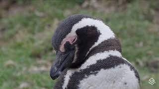 Behind the Lens Capturing the Magic of Magellanic Penguins in the Falklands [upl. by Assillim]