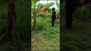 Grass cutting machine harvesting grasscutting gardening agriculture [upl. by Igig866]