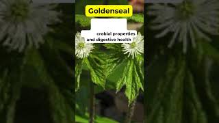 Goldenseal Health Benefits Herbal Plant holistic medicinalplants herbalmedicine [upl. by Hsirt]