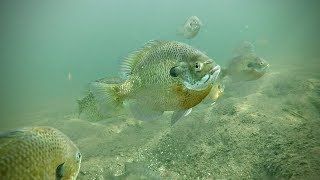 Where do Spring Panfish Hangout [upl. by Nomla]