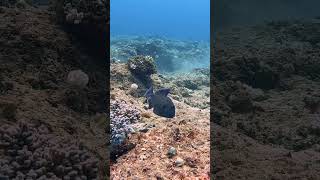 A rare and beautiful scribbled triggerfish divingmauritius scubadivingplongée tauchen fishpadi [upl. by Cherianne]