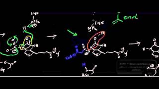 Biochemistry  AcetylSCoA Carboxylase Part 22  Transcarboxylation [upl. by Simone]