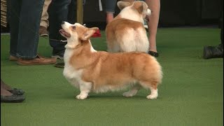 Welsh Corgi Pembroke Westminster dog show 2020 [upl. by Adiela]