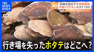 処理水放出で水産物禁輸 中国に行けないホタテ100トン 行き場を失ったホタテはどこへ？｜TBS NEWS DIG [upl. by Nyrehtak]