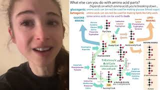 How we classify amino acids as glucogenic vs ketogenic  intuitive thinking [upl. by Suchta247]