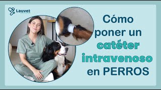 CÓMO PONER UN CATÉTER INTRAVENOSO EN PERROS  Lauvet [upl. by Akirrehs]