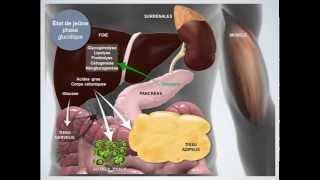 Métabolisme énergétique État de jeûne [upl. by Elletsyrk]