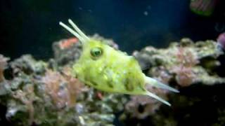 Lactoria cornuta  Long Horned Cowfish  2 [upl. by Suhpesoj392]