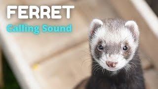 Ferret Calling Sound [upl. by Otrebogad]