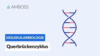 Querbrückenzyklus  Biochemie  Physiologie  AMBOSS Video [upl. by Esilehc252]