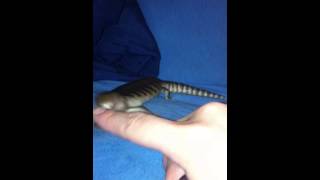 Baby Blue Tongue Skink bite [upl. by Ardena]