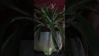 Soothing Guzmania Lingulata ASMR Drift Away with Natures Gentle Touches for Deep Relaxation [upl. by Chrysler]