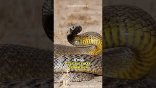 Inland Taipan  The Most Venomous Snake On Earth [upl. by Etoile]