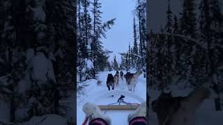 DOG SLEDDING IN ALASKA đź•âť„ď¸Ź travel alaska winter dogsled sleds husky usa sledding [upl. by Dianne]