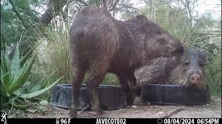 8624 Javelinas hang out at the water bowls [upl. by Jefferson]