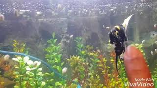 Remove Snails from Aquarium naturally by doing this twice a week for 3 weeks [upl. by Pinebrook]