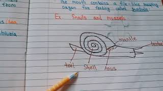 Mollusca and Echinodermata  Class 9th CBSE BoardNotes [upl. by Araem496]