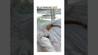 out of contexts cats and dogs part 57 funny funnypets pets cat dog petvideos animals kitten [upl. by Salomie]