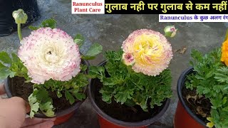 गुलाब नहीं पर गुलाब से कम नहीं  Ranunculus Plant Care  Ranunculus From Seeds [upl. by Sitruk502]