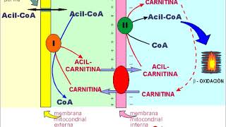 Bioquímica metabólica 21 Metabolismo de lípidos 2 Lipolisis y beta oxidación de los Ácidos grasos [upl. by China855]