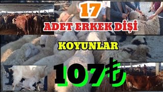 17 adet erkek dişi koyunlar 107₺  Çubuk canlı hayvan pazarı büyükbaş ve küçükbaş fiyatları [upl. by Judi]