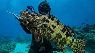 BIG GROUPER   PELAGICS LANDED  SPEARFISHING PHILIPPINES [upl. by Leahsim]