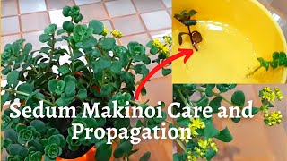 Sedum Makinoi care and propagation [upl. by Yttig557]