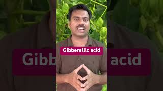 Gibberellic acid  Use in Agricultural Crops Gibberellicacid gibberellin abidaliagrarian farming [upl. by Ammej]