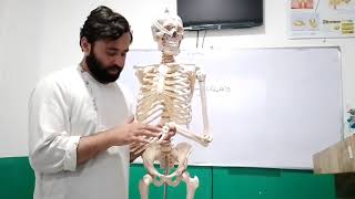 Appendicular skeletonpracticleاسکلیت ضمیمویعملی [upl. by Otrebron]