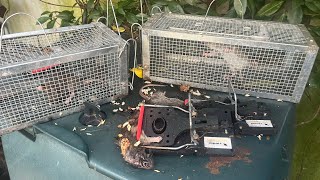 CAPTURE HALLUCINANTE  4 RATS 🐀 d’1 COUP  1 vivant  3 RIP rats health compost dog trap [upl. by Gladis582]