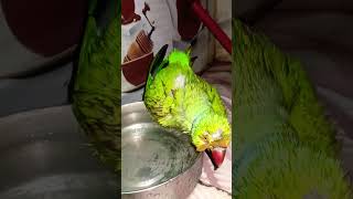 Cute ringneck parrot bathing 😍  viralvideo parrot shorts popular [upl. by Atikehs]