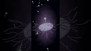 Bacterial immune systems against virusesphages blender science bacteria phage [upl. by Derag410]