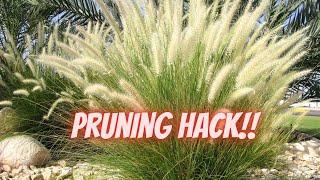 This ONE Trick Makes Pruning Grasses EASY  How to Prune Ornamental Grass [upl. by Nilrac]