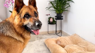 What Does My German Shepherd do when a Tiny Kitten Occupying his Bed [upl. by Guise]