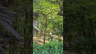 🐒 CRAZY Monkey Swings Through Streets of Sri Lanka [upl. by Oidualc]