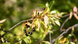 Chokecherries in Montana Where to find them how to enjoy them [upl. by Letsirk]