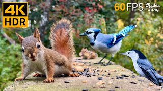 Cat TV for Cats to Watch 😺 Unlimited Birds Chipmunks Squirrels 🐿 8 Hours 4K HDR 60FPS [upl. by Hynda]