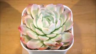 《多肉植物》エケベリア 月影 20152016 Succulent Echeveria Elegans timelapse [upl. by Aara3]