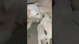 3 puppies🐕🐕🐕😘dogsworld doglovers [upl. by Amehsyt349]