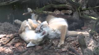 Corsac Fox Pups at Wissel Zoo [upl. by Nibaj833]