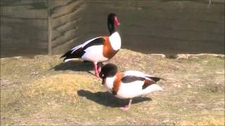 Common Shelduck 3 [upl. by Jacobba814]