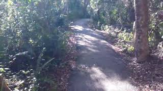 Gumbo Limbo Trail  Everglades National Park  Homestead Florida alongtheway [upl. by Rajiv]