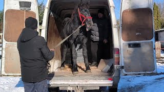 НЕПЕРЕВЕРШЕНА ГАЛАКТИКА ПОЇХАЛА В СІМЮ ПЕРШЕРОНІВПЕРШЕРОН ЧУДЕСНИЙ ДАЄ ВОГНЮ🔥PERCHERON HORSES 🌟 [upl. by Solrac]