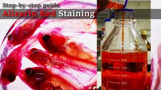 01R Bleaching to Staining Alizarin Red Staining Stepbystep guide 2023 1130 01 RedA [upl. by Niffirg]