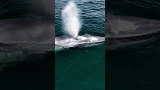 Blowing rainbows bluewhale ocean nature sea whales natgeo earth drone adventure sandiego [upl. by Chalmers]