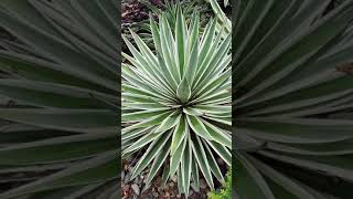 Agave viviparaGarden Sisal shorts [upl. by Ihsakat]