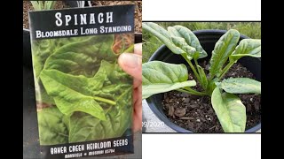 GROWING SPINACH FROM START TO FINISH Bloomsdale Longstanding Spinach [upl. by Coridon339]