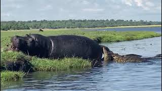 Rare Sighting Crocodiles Feast on Hippo  Zambezi [upl. by Anilet989]